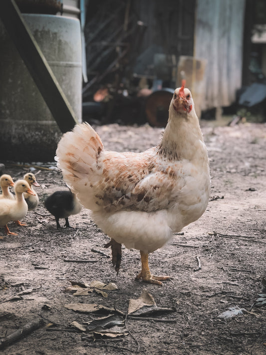 Coffee and Chickens: What You Need to Know